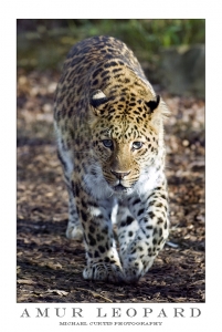 Amur Leopard