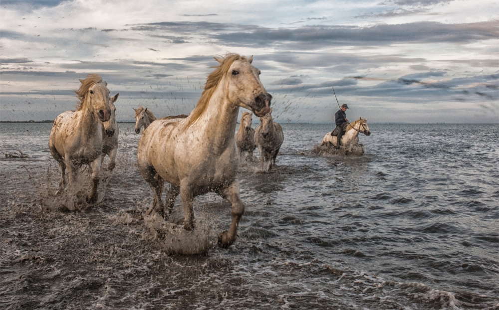 Camargue Horses