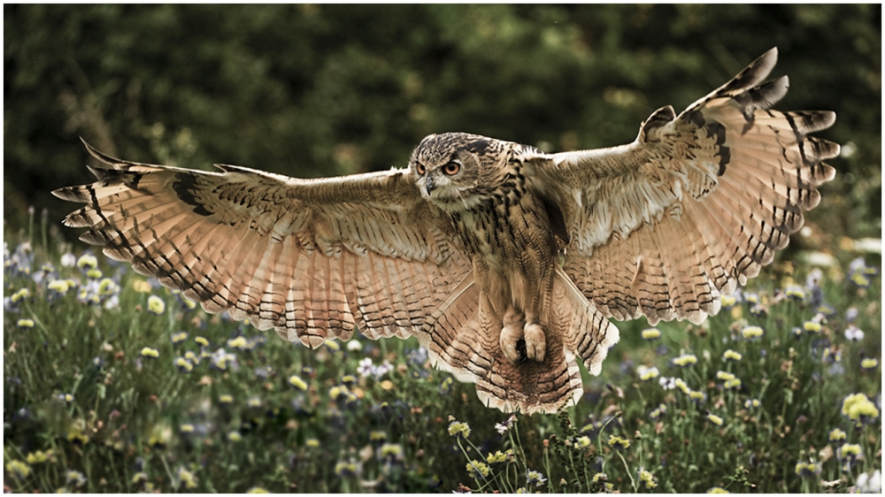 Eagle Owl Light through wings